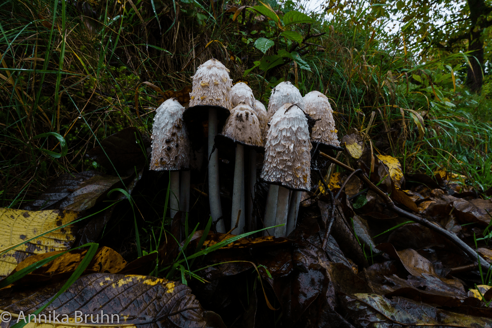 Pilze am Wegesrand